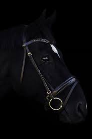 Horses helped shape the modern world, especially america. Wallpaper Black Horse And Black Background 2560x1440 Qhd Picture Image