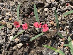 Image result for Indigofera cylindracea