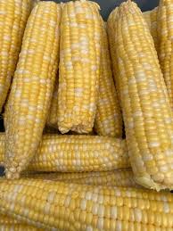 2018 Taber Cornfest Kicks Off - Lethbridge | Globalnews.Ca