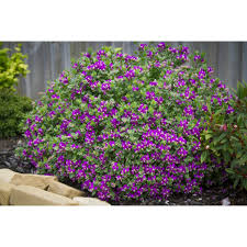 Image result for Bergia polyantha