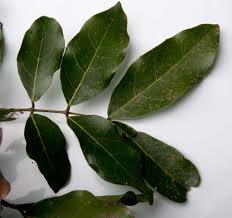 Image result for Philenoptera katangensis