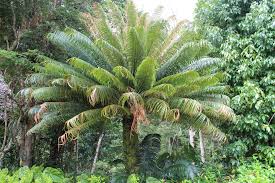 Image result for Cycas thouarsii