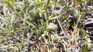 Image result for Thesium nigricans