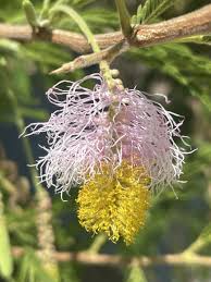 Image result for Dichrostachys