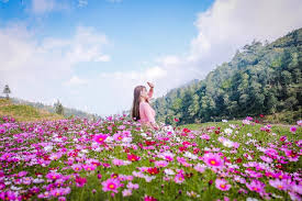 Giới trẻ 'phát sốt' với vườn hoa cánh bướm đẹp ngẩn ngơ ở Sapa