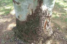 Image result for Brachystegia torrei