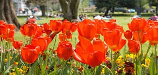 Flower patch flowers coupon code. Participants University College Cork