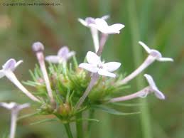 Image result for Conostomium natalense