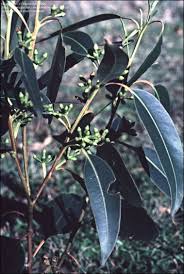 Image result for Eucalyptus botryoides