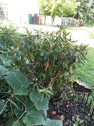 The most common cause is the disease phytophthora cinnamomi. The Leaves On My Rhododendron Plant Are Curling Up And Wilting Could The Nearby Cucumber Be Stealing All The Nutrients In The Soil Gardening