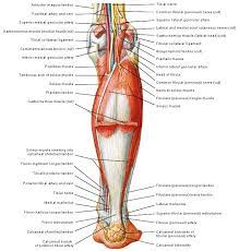 Chirurgisch Nl Operaties Anatomie Achillespees Voetverzorging