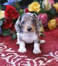 Puppies for Sale - Visit My Next Puppy in Chantilly ...