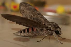 Image result for Convolvulus ocellatus