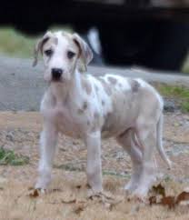 We save all great danes maximus: Fawnequin Male Great Dane Puppy For Sale In Brownfield Illinois Classified Americanlisted Com