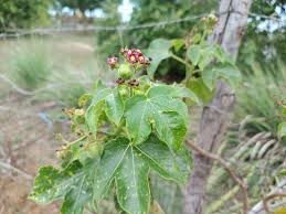 Image result for Jatropha gossypiifolia