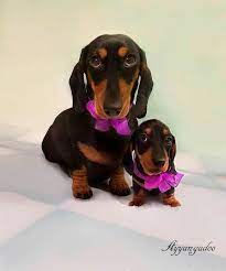 dachshund chiens saucisse animaux adorables animaux domestiques