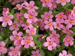 Image result for Bacopa