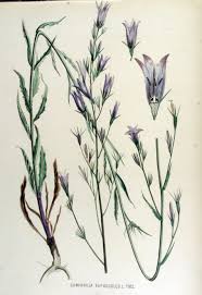 Campanula Rapunculus Flora Batava Volume V15 Jpg 1 816 2 636 Pixels Heirloom Seeds Campanula Maple Leaf Tattoo