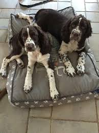 At 6 months, the english springer spaniel female weighs on average between 13.4 kg for the smallest individuals and. Puppy Collar Size Springer Spaniel