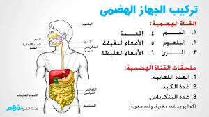 صور لجسم الانسان جسم الانسان
