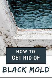 How To Remove Black Mold Remove Black Mold Diy Molding Mold Remover