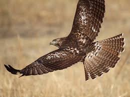 Red tailed hawk feather identification. Red Tailed Hawk Seanet Blog