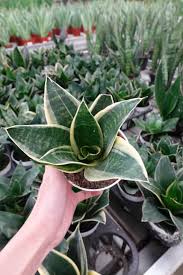 Image result for Sansevieria trifasciata