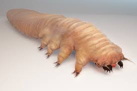Image result for Demodex brevis