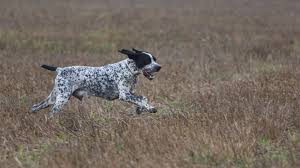 Image result for auvergneský ohař