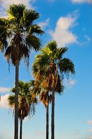 Palm trees can be divided into two categories: Pin On South Texas Serendity