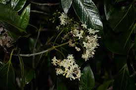 Image result for Tarenna pavettoides