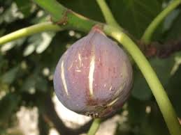 Résultat de recherche d'images pour "patlican incir"