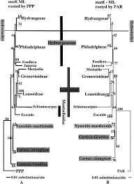 Image result for Hydrostachys insignis