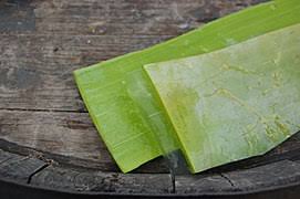 Buaya, lidah, wallow, tongue, arguing, ton_gue, aloe vera, crocodile. Aloe Vera Wikipedia