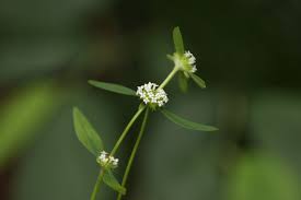 Image result for Mitracarpus