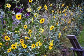 Image result for Helianthus