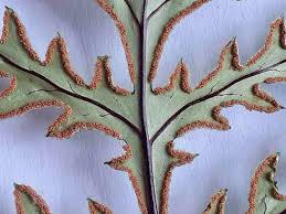 Image result for Doryopteris concolor