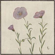 Image result for Vernonia amblyolepis