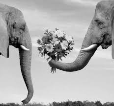 Happy And Wise Couple Elephant Love Elephant Animals Beautiful