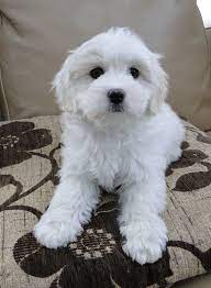 65 Coton De Tulear Ideas Coton De Tulear Coton De Tulear Dogs Puppies