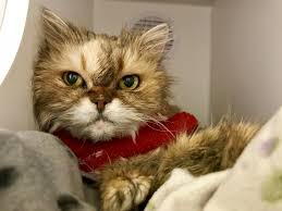 Join millions of people using oodle to find kittens for adoption, cat and kitten listings, and other pets adoption. 5 Places To Foster Animals In Need Throughout The Seattle Area Curated