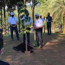 Pokok yang matang boleh mencapai ketinggian 150 kaki dan membanjiri batang yang berukuran hingga 6. Hijaukan Malaysia Dengan Tanam 100 Juta Pokok Kosmo Digital