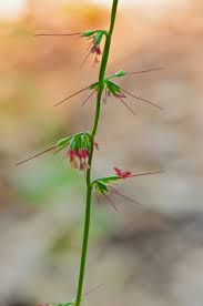 Image result for Oplismenus compositus