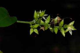 Image result for Psilotrichum scleranthum