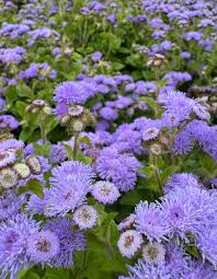 Image result for Ageratum