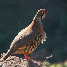 Image result for Alectoris rufa