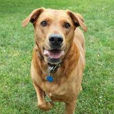 We have been accredited by the american animal hospital association (aaha) since 1980. Anchor Animal Hospital Inc 750 State Road Dartmouth Reviews And Appointments Topvet