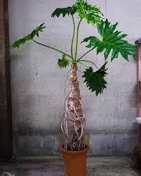 アヴァンローブ