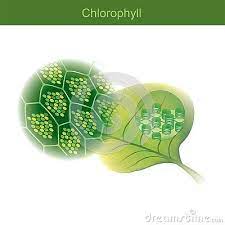 Chlorophylls are unique pigments with green color and are. Chlorophyll Is A Green Photosynthetic Pigment Found In Plants Chlorophyll Molecules Are Specifically Arranged In And Around In 2021 Biology Plants Chlorophyll Plants