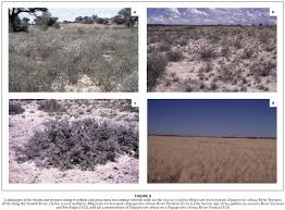 Image result for Schmidtia kalahariensis